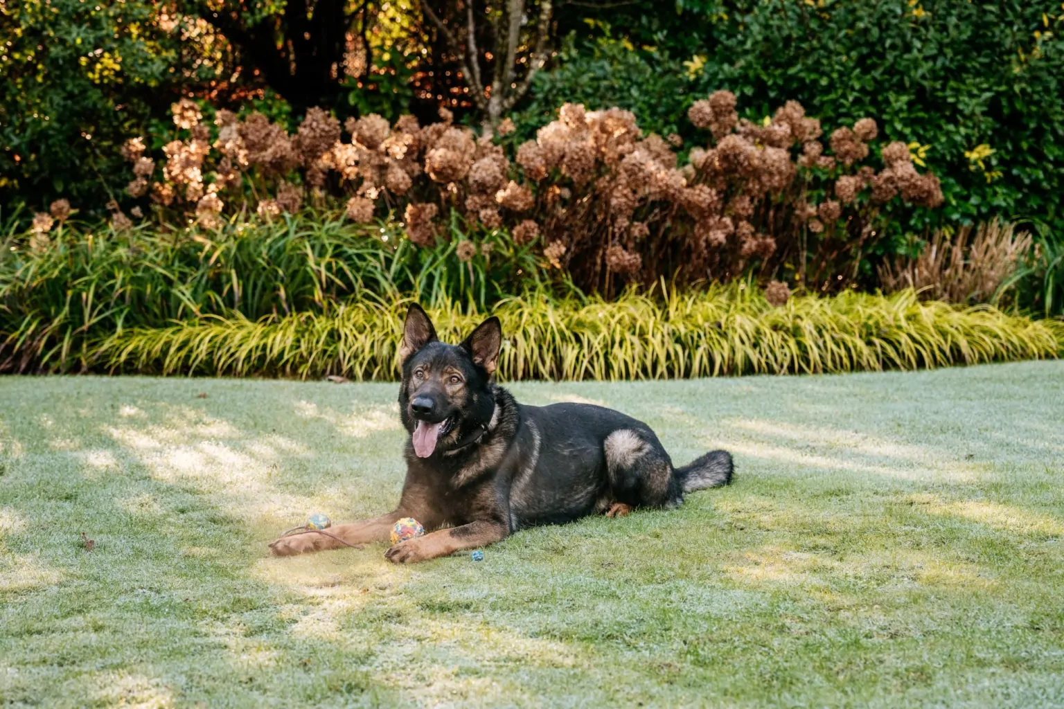 German Shepherd resting on grass outdoors