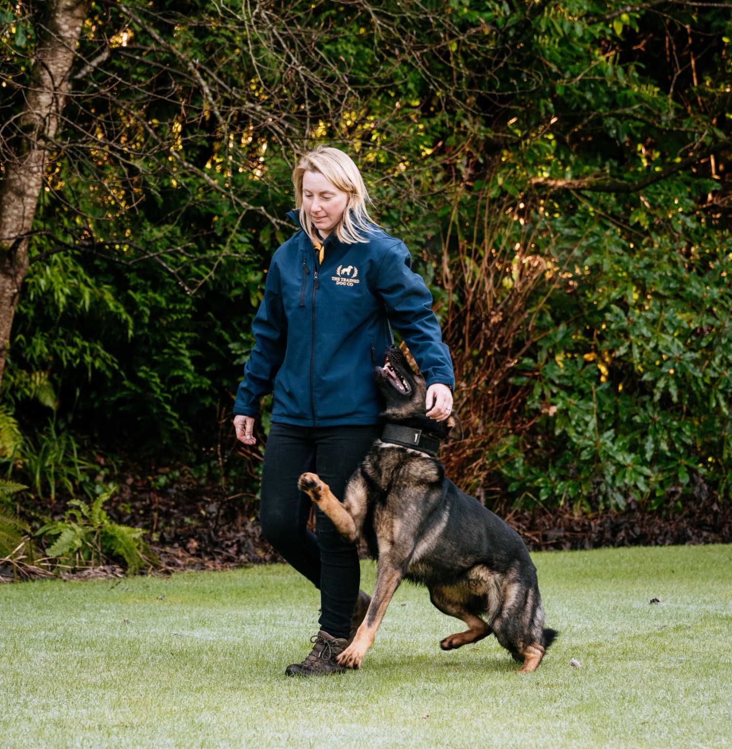Trainer handling German Shepherd outdoors