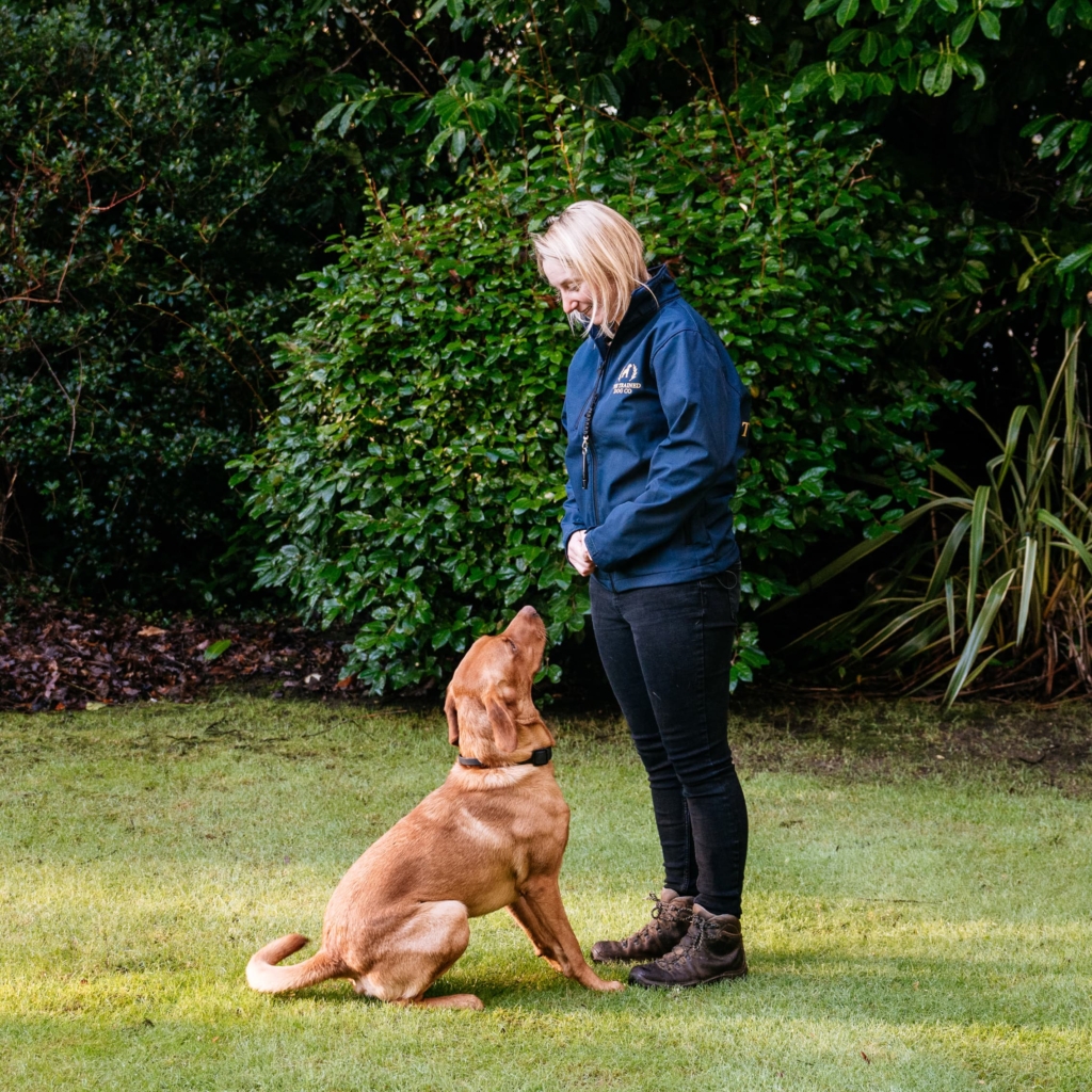 Dog sitting attentively during outdoor training