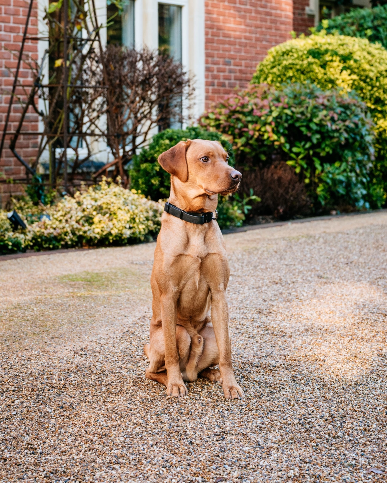 Dog sitting on gravel in outdoor setting