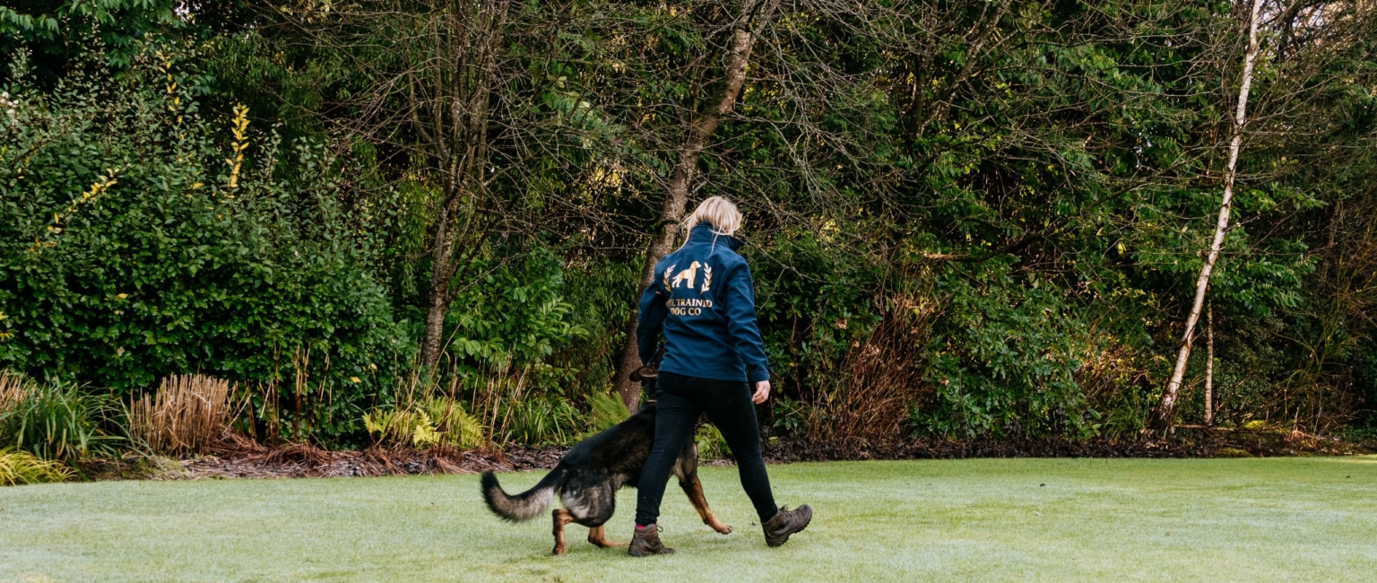 Dog walking calmly on lead in grassy area