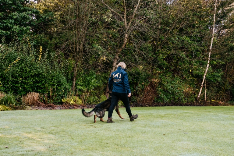 Dog walking calmly on lead in grassy area