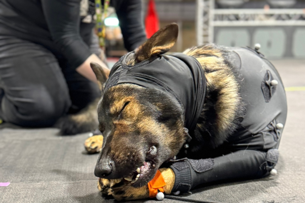 Motion capture dog lying down chewing a toy calmly
