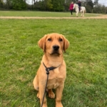 Trained dog sitting calmly on grass