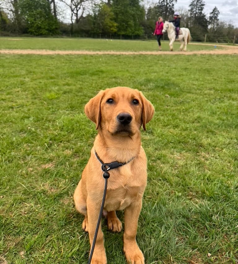Trained dog sitting calmly on grass