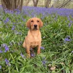 Golden dog sitting in a field of flowers