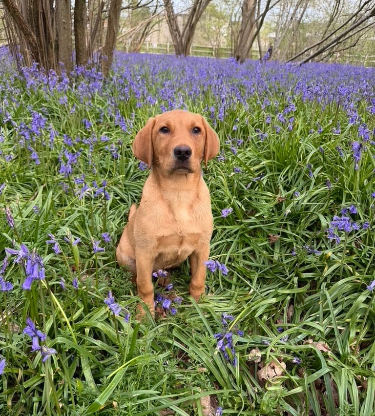 Golden dog sitting in a field of flowers