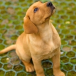 Golden puppy sitting on grass