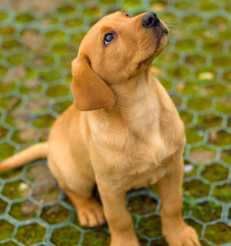 Golden puppy sitting on grass