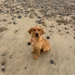 Young dog sitting on a beach