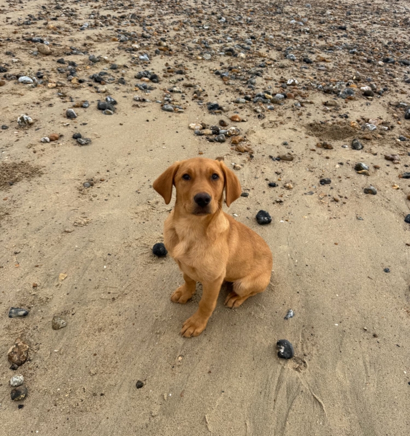 Young dog sitting on a beach
