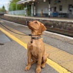 Well-trained dog sitting calmly at train station