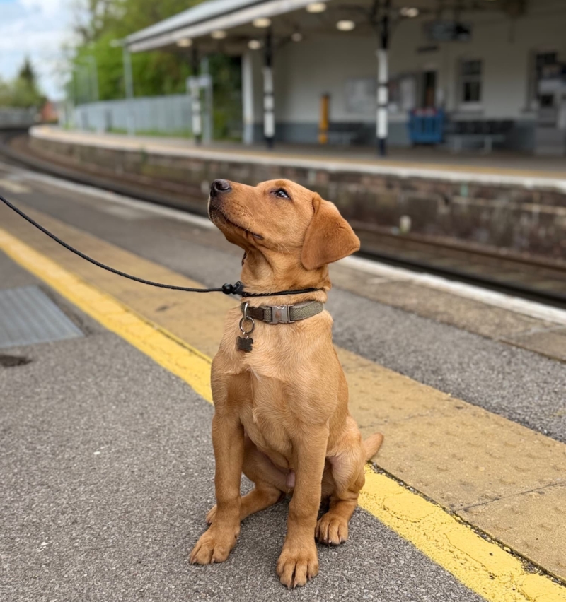 Well-trained dog sitting calmly at train station