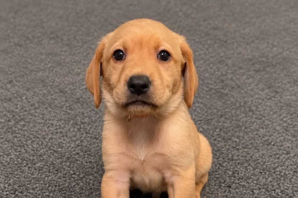 Digby